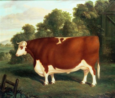 Bœuf, c.1850 - Thomas Roebuck